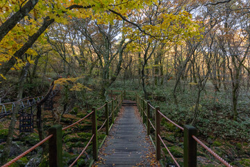wooden bridge in autumn