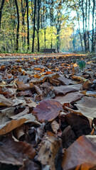 Autumn forest landscape, forest road, colorful leaves on trees and the sun breaking through the trees
