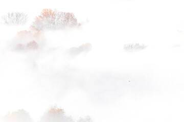 Beyond the fog, isolated bird in flight over the autumn forest 