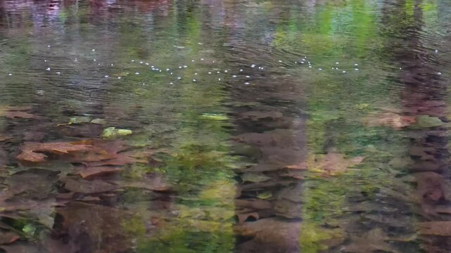 Suda koşanlar - Water strider  (gerridae)