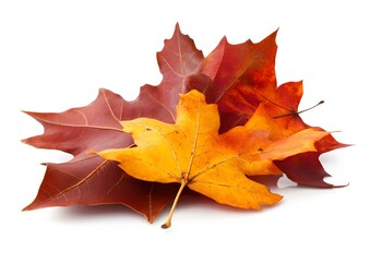 Colorful Autumn Leaves Isolated on White Background