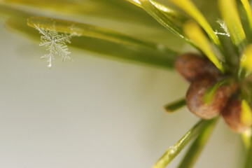 Fototapeta premium Snowflake close up