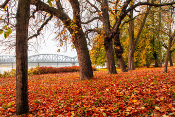 jesienne klimaty, jesienią, opad, feuille, drzew, park, charakter, bory, drzew, krajobraz, zółty, pora roku, feuille, droga, drewna, pomarańcz, liści, czerwień, barwnie, barwa, barwa, krajobraz, klon,