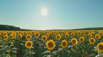 Obraz premium Vibrant Sunflower Field Under a Clear Blue Sky