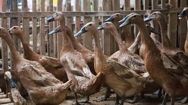 Anas platyrhynchos domesticus, a runner duck is cultivated in a bamboo cage, to take its eggs and meat.  Indian Runner Duck