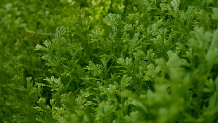 Fresh greenery leaves background, Beauty of nature concept