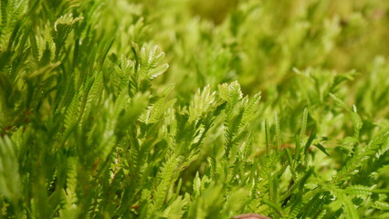 Greenery plant growing outdoor in the garden, Plant with sunlight