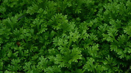 Full frame of beauty of fresh greenery leaves , green leaves background