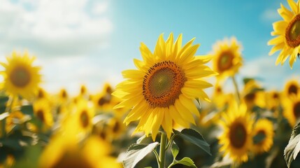 Obraz premium Vibrant Sunflowers Blooming in a Sunny Field under a Bright Blue Sky with Wispy Clouds, Capturing the Essence of Summer and Nature's Beauty