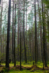 trees in the forest