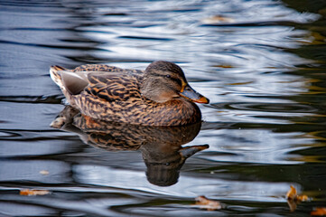 Weibliche Stockente schwimmt auf dem See, Spiegelung im Wasser
