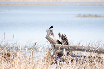 Bear Lake Utah / Idaho Wildlife Refuge Red Winged Blackbird on a post