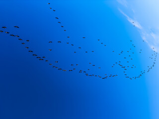 Migration of wild ducks to warmer climes