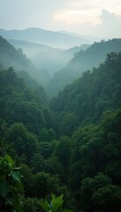 Tropical rainforest with mist rising above the dense green foliage at dawn.