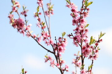 Pfirsichblüte