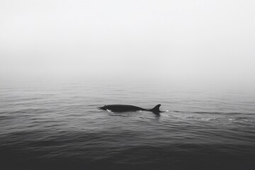 Fototapeta premium Serene Moments: A Dolphin Gliding Through Misty Waters