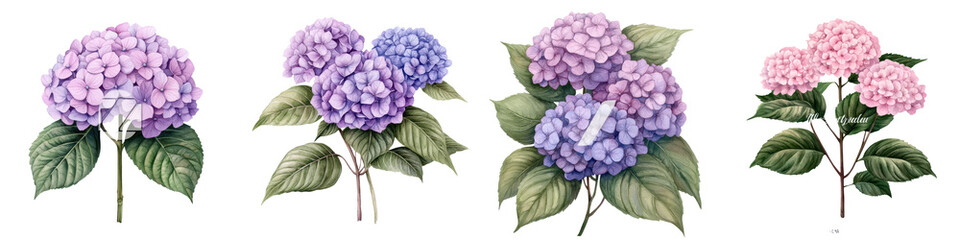 Obraz premium Vibrant Hydrangea Watercolor Floral Arrangement