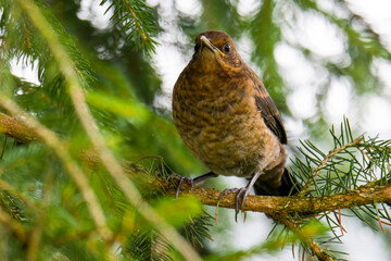 Junge Amsel ( Turdus merula )