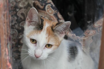 Chat blanc errant photographié dans la rue