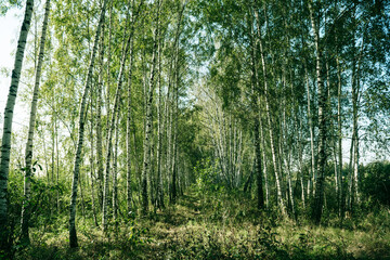 Obraz premium birch grove