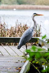 Heron by the water