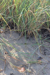 wild grasses growing on the sand dunes