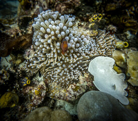 Anemone fish, Raja Ampat, Indonesia