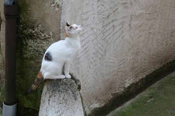 Chat blanc errant photographié dans la rue