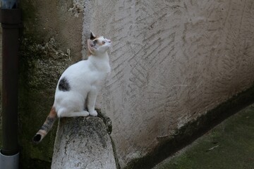 Chat blanc errant photographié dans la rue