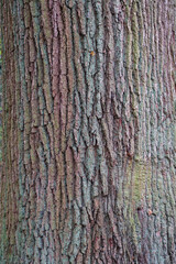 Obraz premium bark of a tree texture