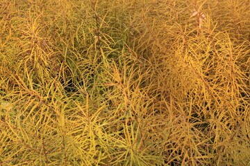 natural autumn background