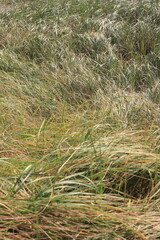 wild grasses growing on the sand dunes