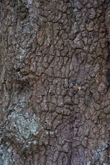 bark of a tree texture