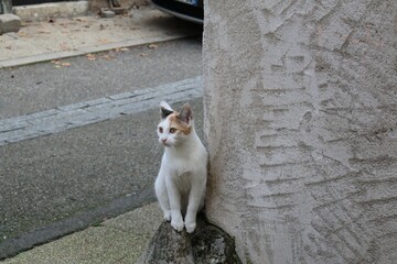 Chat blanc errant photographi&eacute; dans la rue