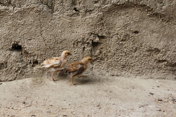 Brown chicken standing on dirt ground, symbolizing simple farm life in rural areas.