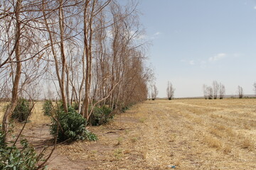 Desert path lined with dry trees, showing nature�s struggle in harsh conditions.