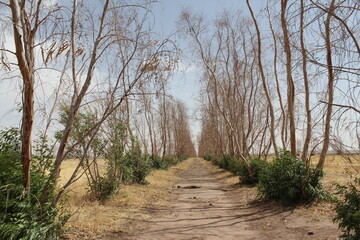 Pathway surrounded by dried vegetation, indicating the impact of drought in desert regions.