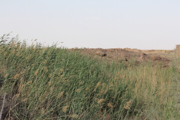 Tall grass growing near a desert area, blending the natural vegetation with the dry environment under a clear sky.