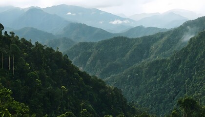 Obraz premium Dense Tropical Rainforests of the Cardamom Mountains