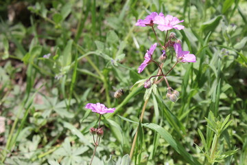 A close-up of purple wildflowers in a grassy field, highlighting the delicate beauty of nature�s details.