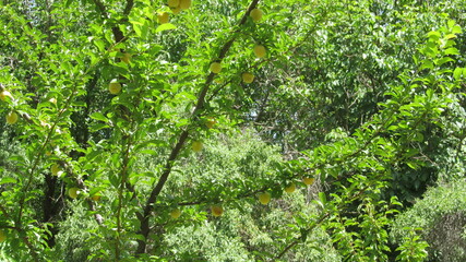Fototapeta premium A lush, dense green forest, capturing the fresh, vibrant colors of spring in a peaceful setting.