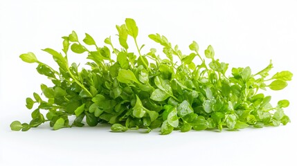Obraz premium Lush Green Plant with Fresh Leaves: A Close-Up of Vibrant Foliage