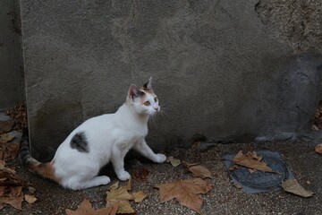 Chat blanc errant photographié dans la rue