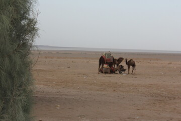 Group of camels and people in a desert setting, depicting traditional travel in arid landscapes.