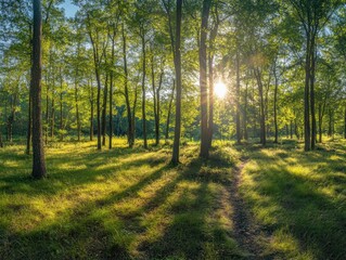 Obraz premium Golden hour sunlight streams through a lush green forest, illuminating a path winding through tall trees and vibrant grass. A peaceful and serene nature scene.