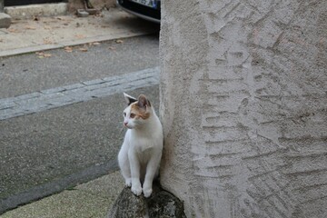 Chat blanc errant photographié dans la rue
