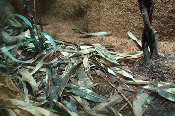 Green leaves in the aquarium of the aquarium. Greens for fish and amphibians