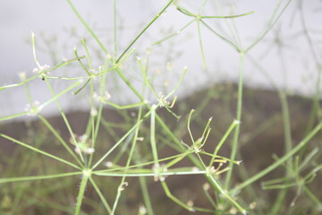 Close-up of plant stems in nature, displaying intricate textures and patterns.