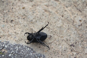 Black insect on rocky surface, highlighting natural textures and the small scale of wildlife.