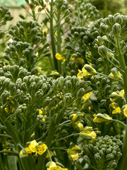 Broccoli. Cauliflower with yellow flowers. Growing and farming. Flowering seedlings. Plants growing in a vegetable garden background for label, packaging, banner and vegetarian grocery store